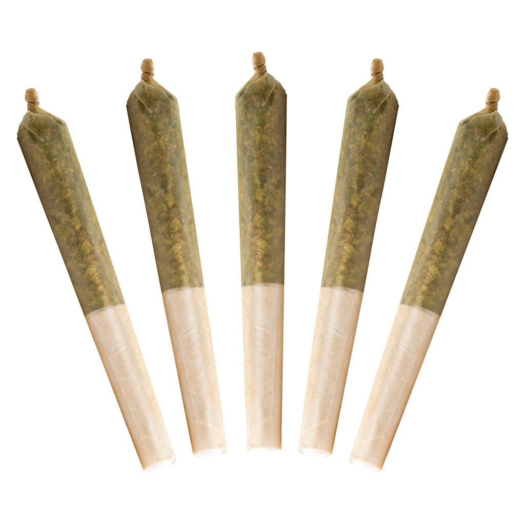 Préroulé lil Buddy Indica