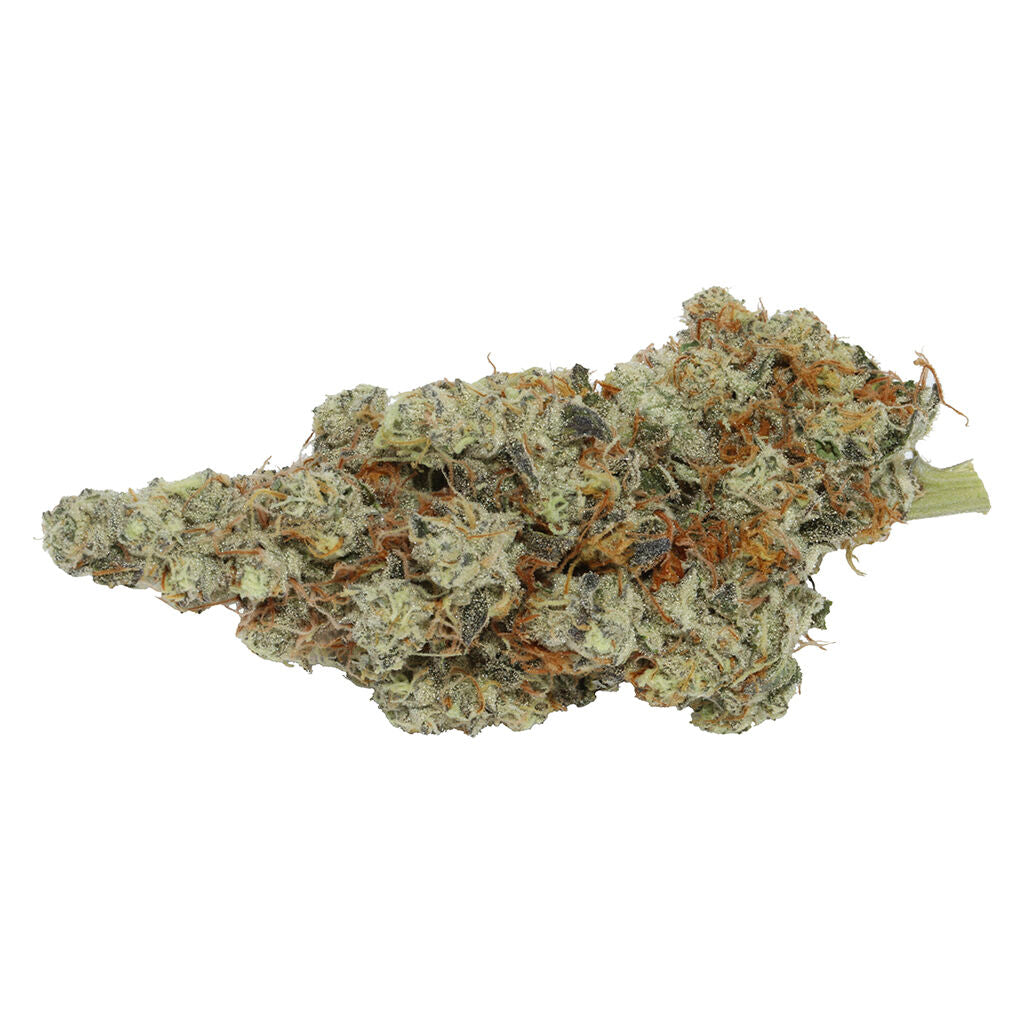 Northern Tropic - 