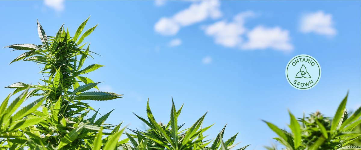 Explore Ontario Grown cannabis