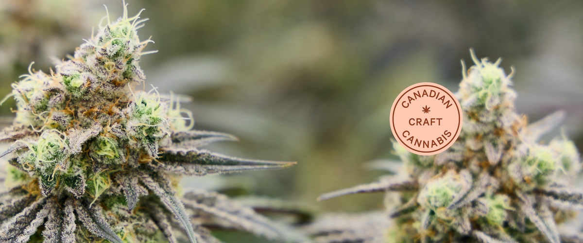 All About Craft Cannabis