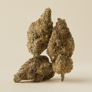 Craft Sativa