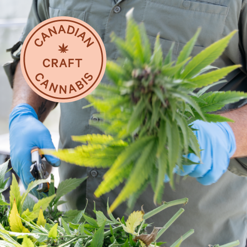 Ontario Grown Craft