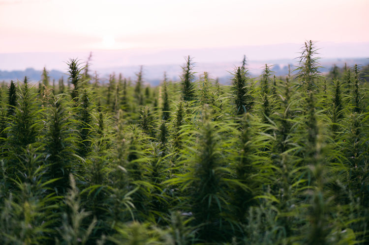 A crop of mature cannabis plants at an outdoor growing facility prior to harvesting. Ontarians aged 19 and over can legally grow up to four cannabis plants per home.