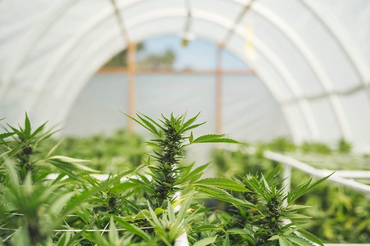 A crop of cannabis plants at an indoor-outdoor greenhouse facility. A federal licence is required to cultivate, process and sell cannabis in Canada.