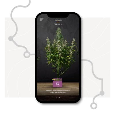 Download Budtender