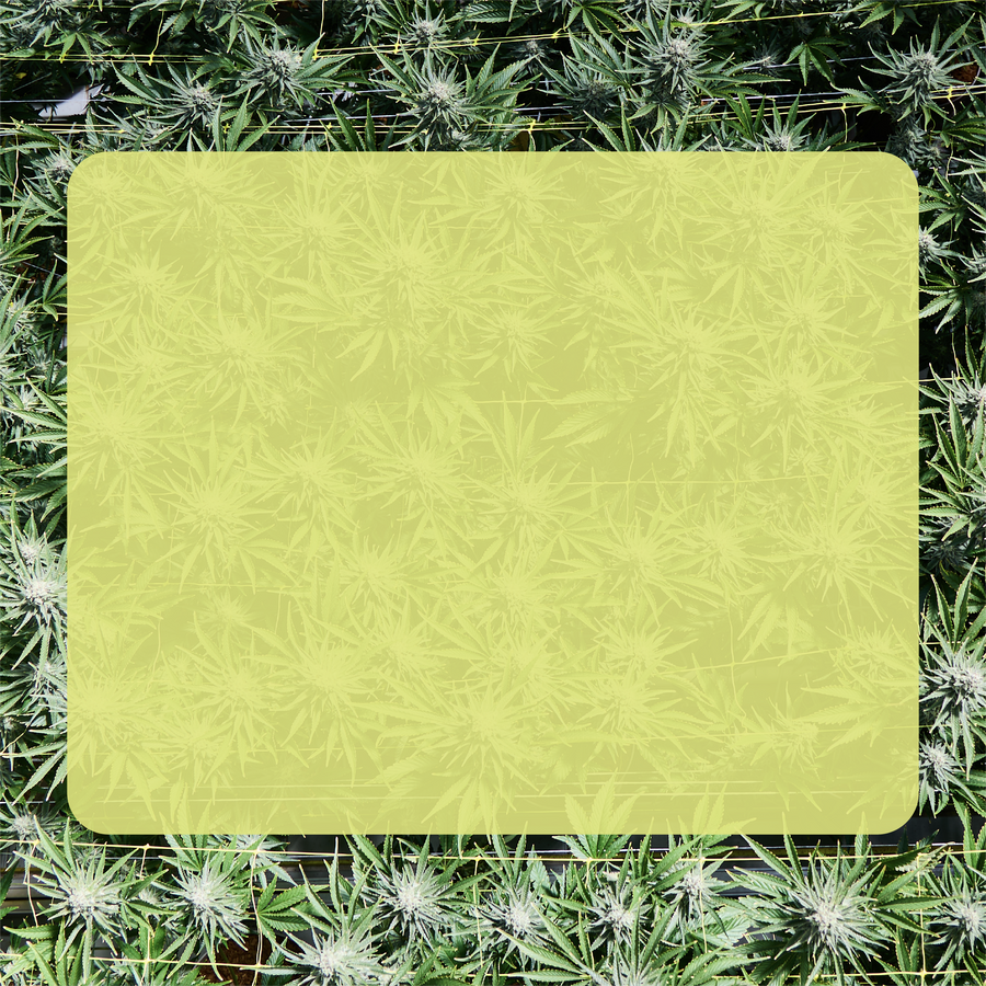 Cannabis Strains