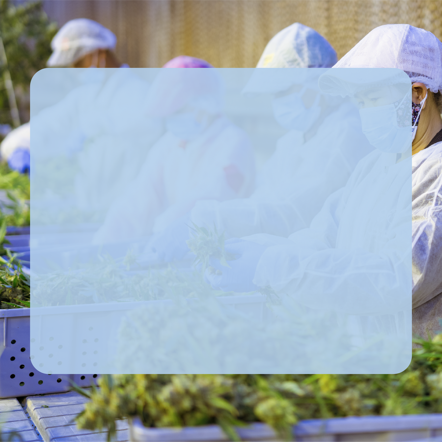 Ontario Cannabis Fieldnotes