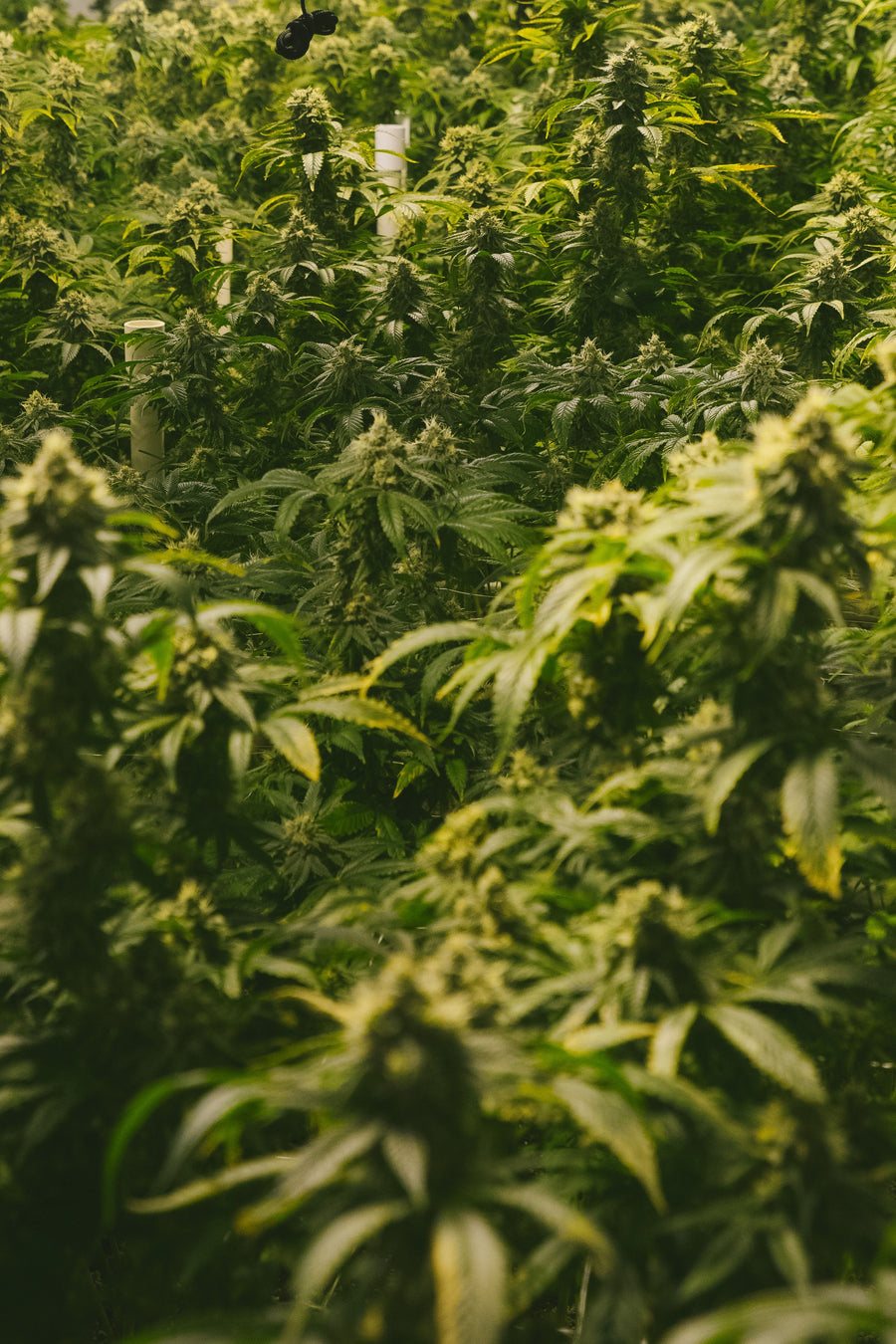 Micro-Batches, Rare Strains