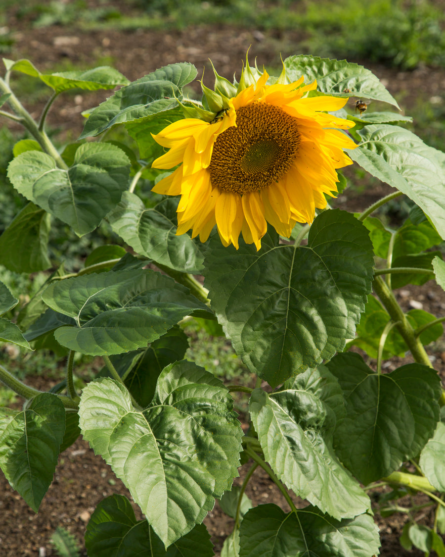 Living Soil Organic Farm