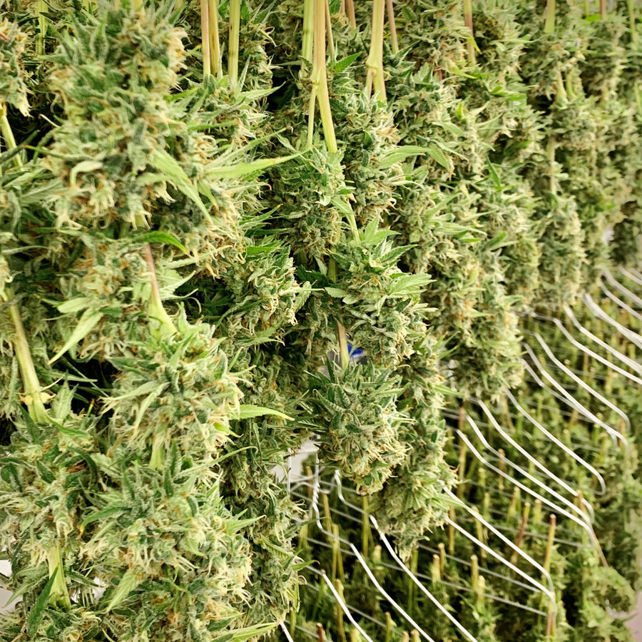 14 Day Hang-Dry