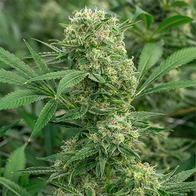 High-Quality, Small-Batch Cannabis