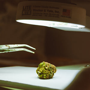 "High THC & Terps"