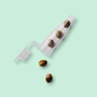 Seeds