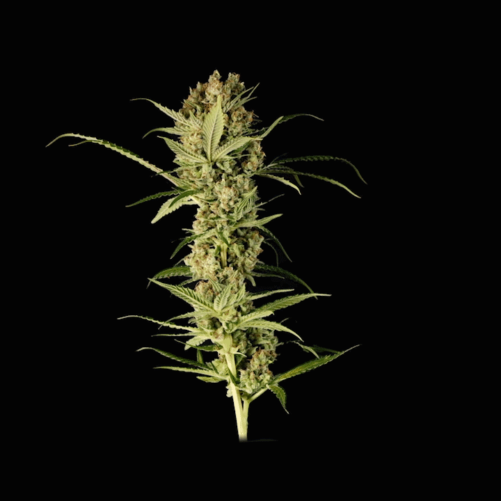 Jonny Chronic Flower