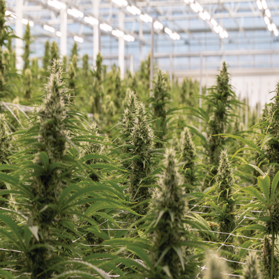 Greenhouse Grown