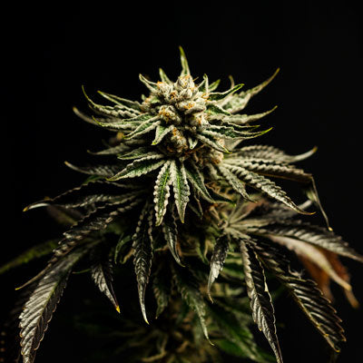 We seek the ultimate expression of cannabis