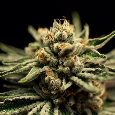 What does premium cannabis really mean?