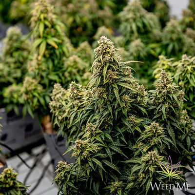 Prioritizing relationships with growers and consumers alike