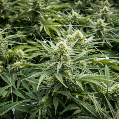HIGH END CANNABIS
