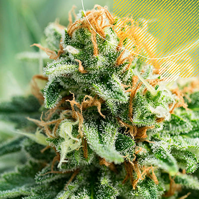 Sustainably Sungrown Cannabis