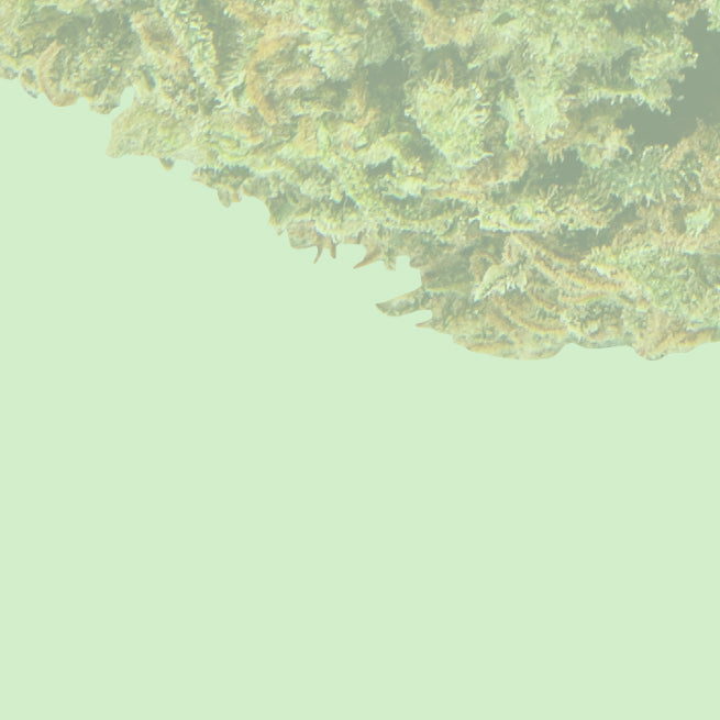 Finest high-CBD sun-grown flower