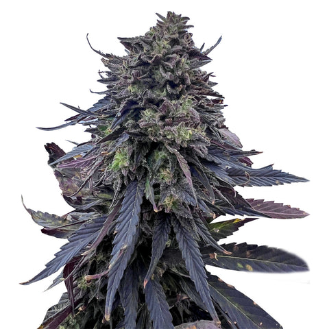 Photo Royal Kush BX6 F3